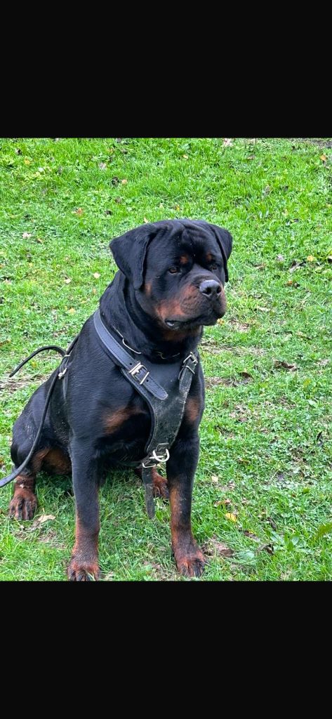 TR. CH. T hermes Von Der Vangfuller